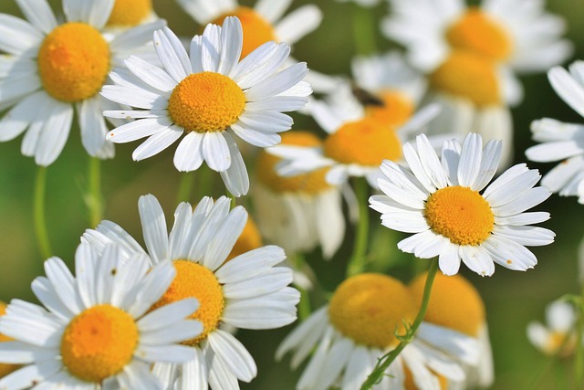 BYLINKOVÁ AROMATERAPIE