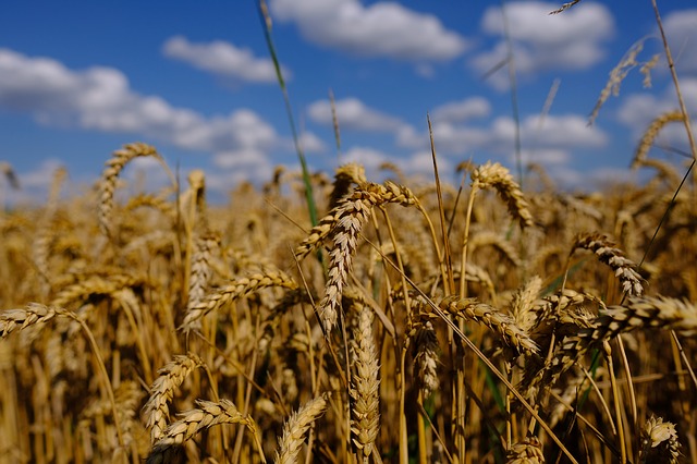 Pšeničné klíčky si můžete snadno vypěstovat sami